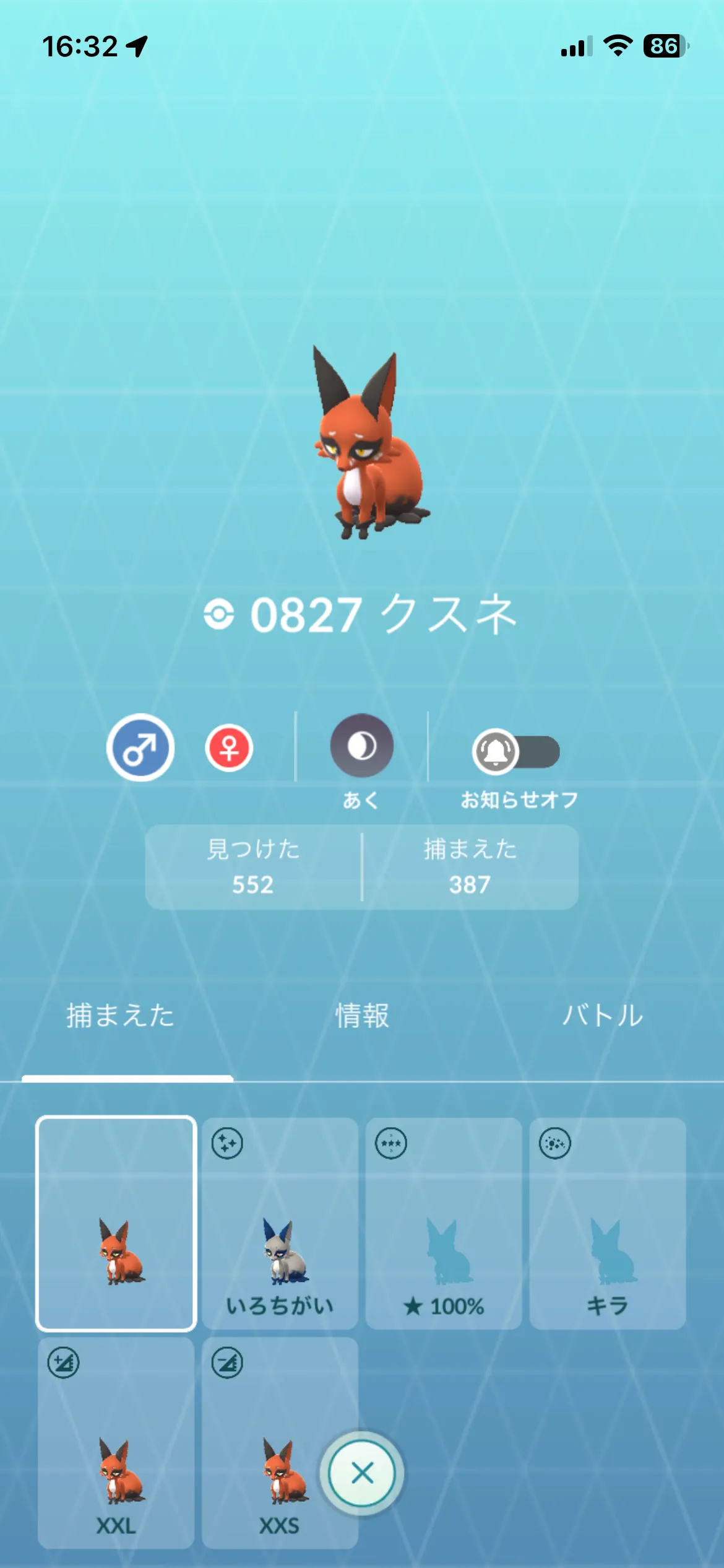 通常色のクスネ(GO)